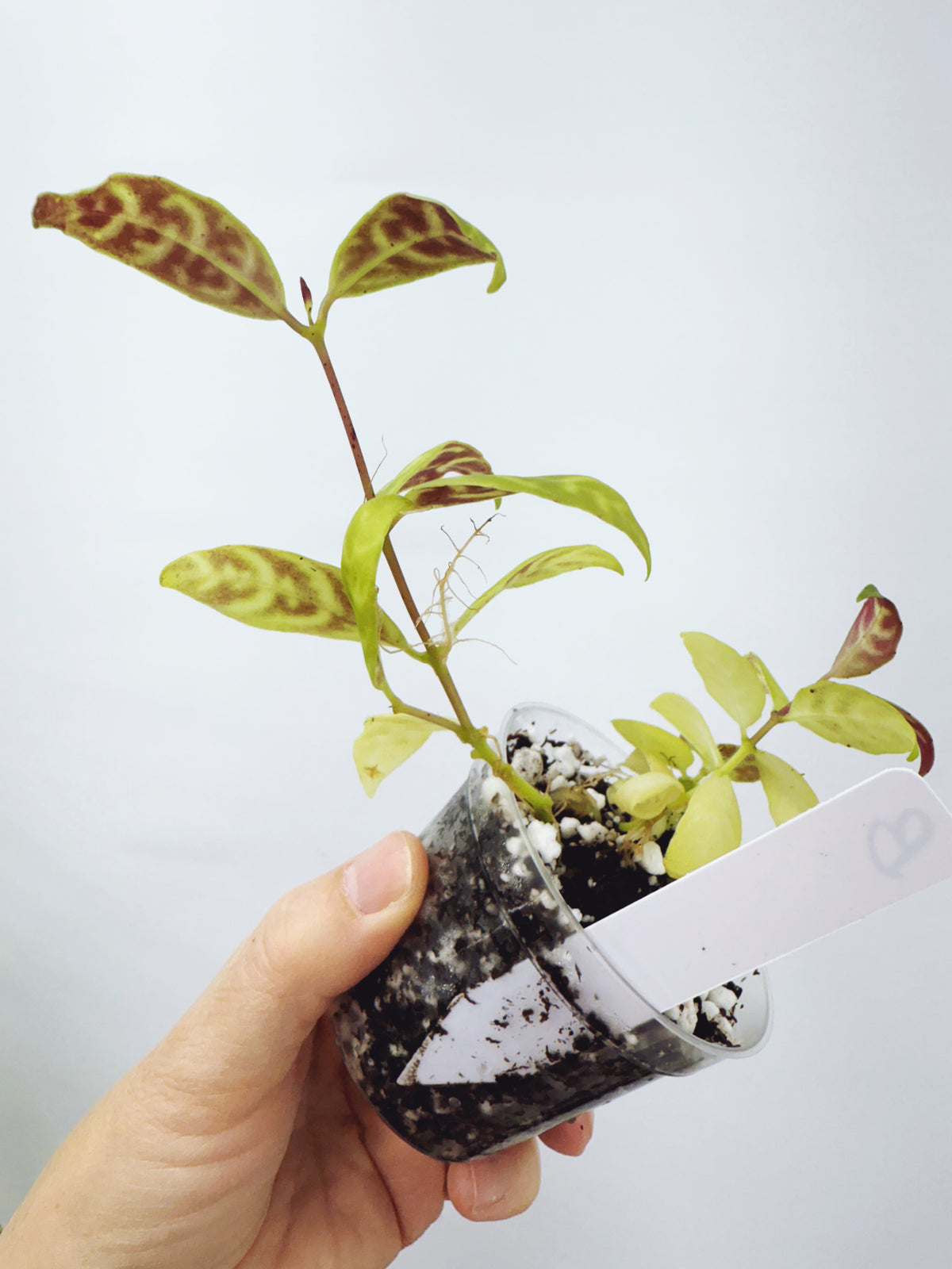 Aeschynanthus Black Pagoda Lipstick Plant (Plant B)