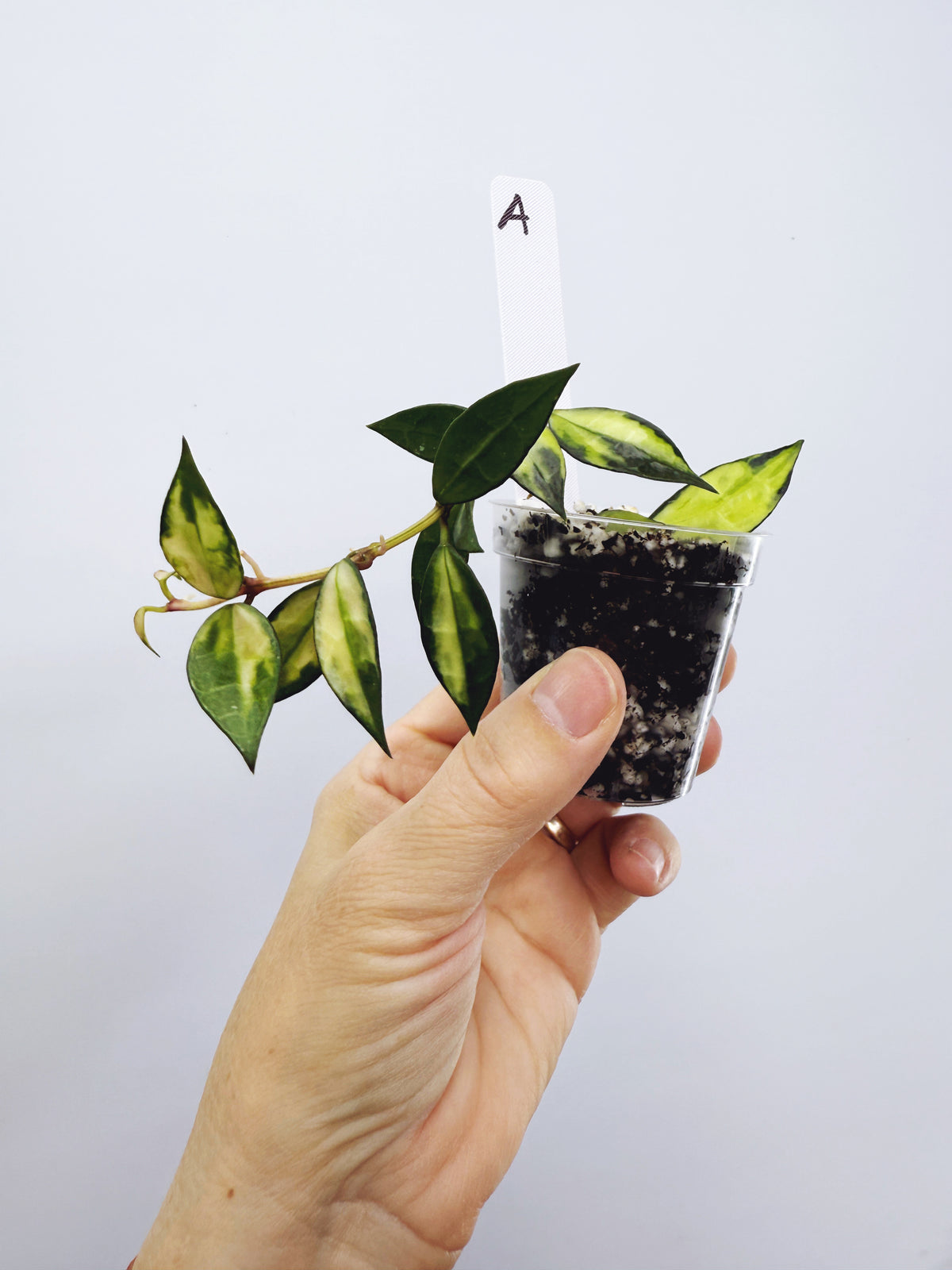Hoya Lacunosa Variegated (Plant A)