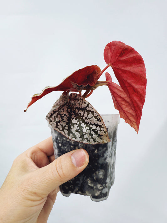 Begonia snow capped variegated