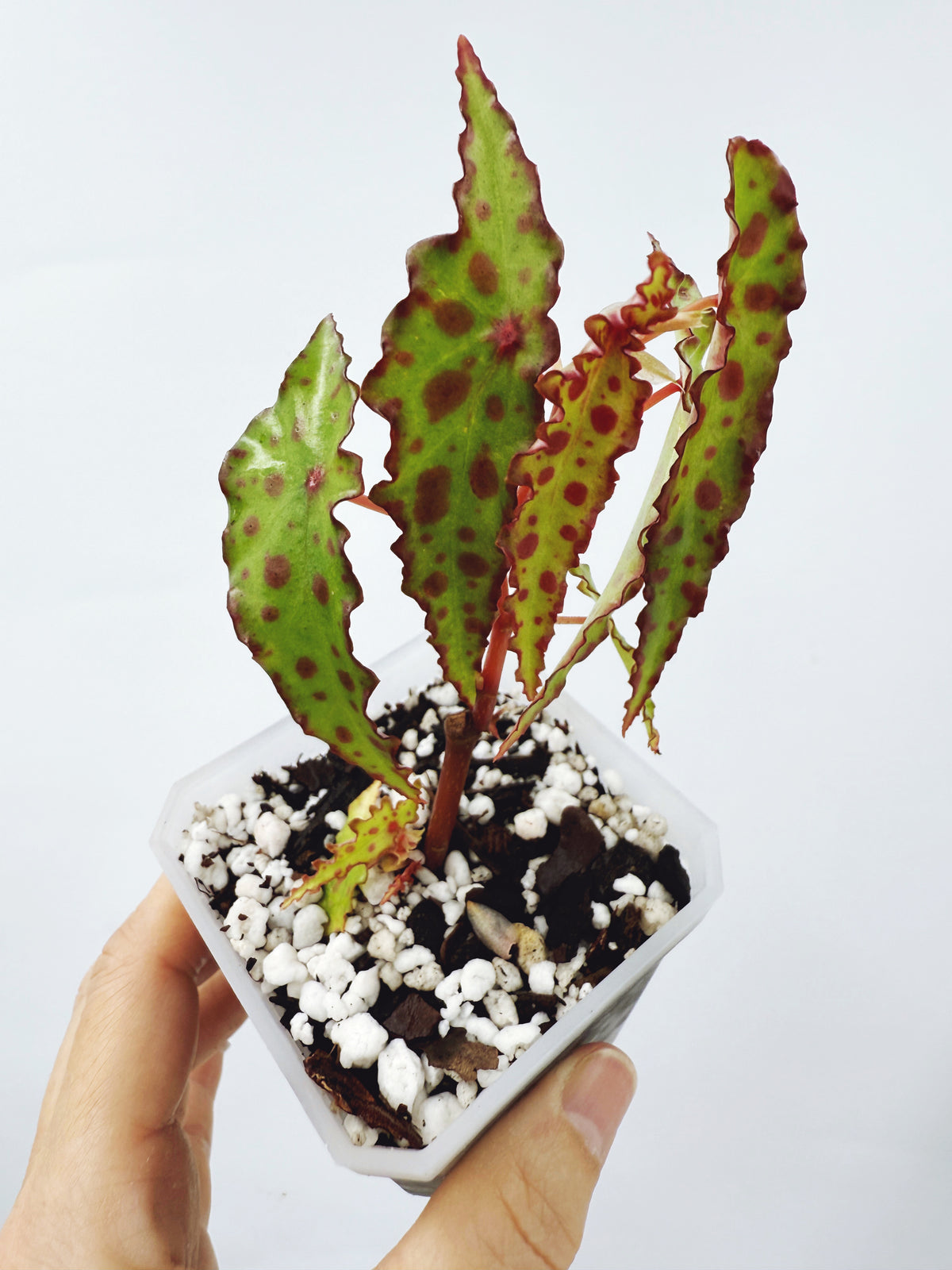 Begonia amphioxus
