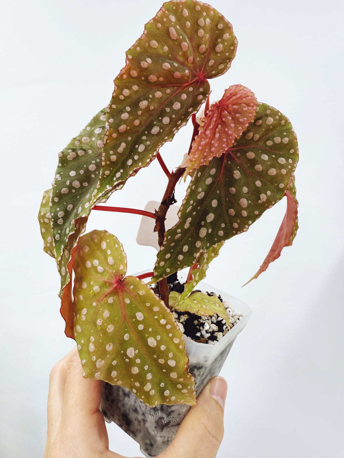 Begonia malachosticta (plant A)