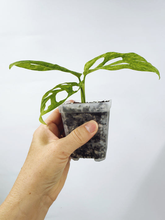 Monstera adansonii mint variegated