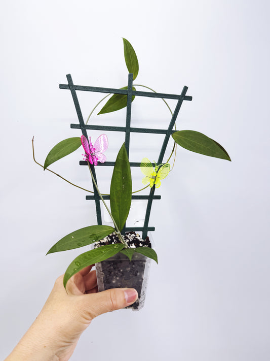Hoya microdwarf (plant A)
