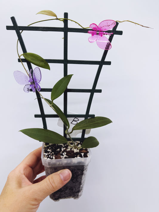 Hoya microdwarf (plant B)