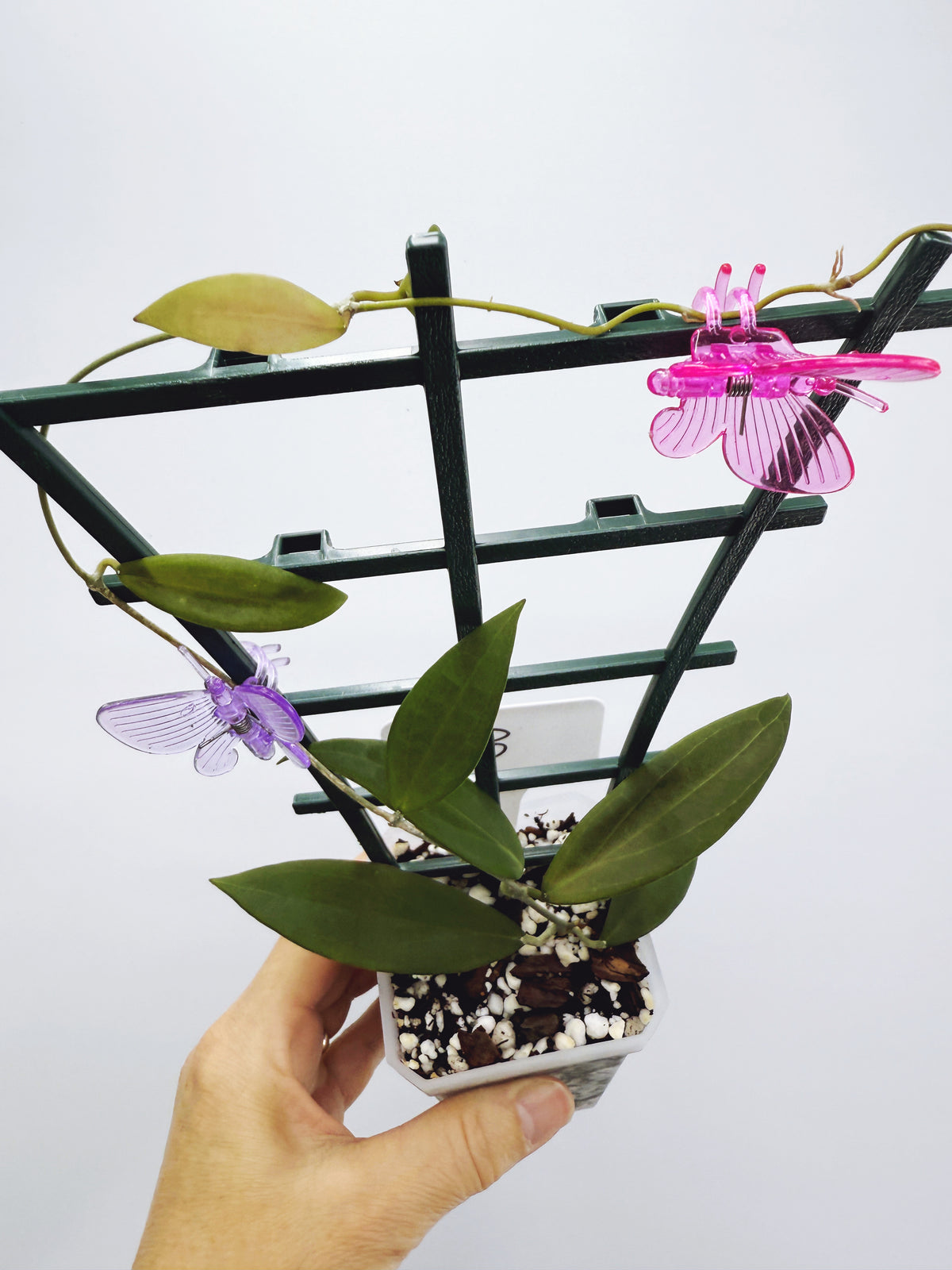 Hoya microdwarf (plant B)