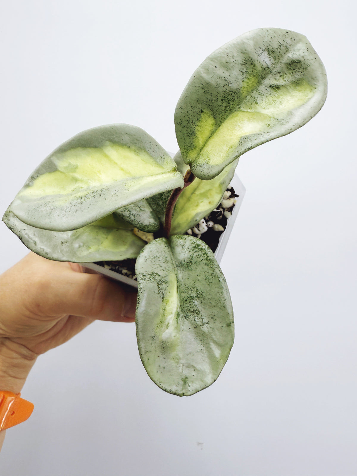 Hoya argentea princess