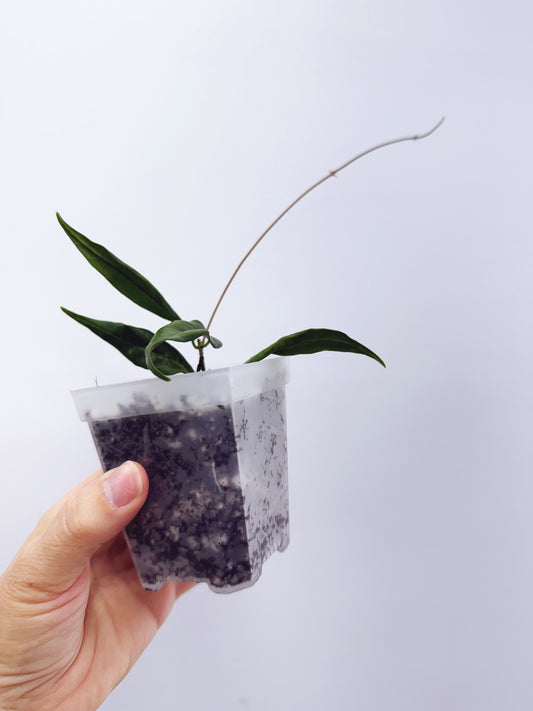 Hoya paradisea
