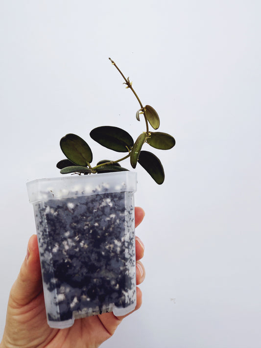 Hoya VL9