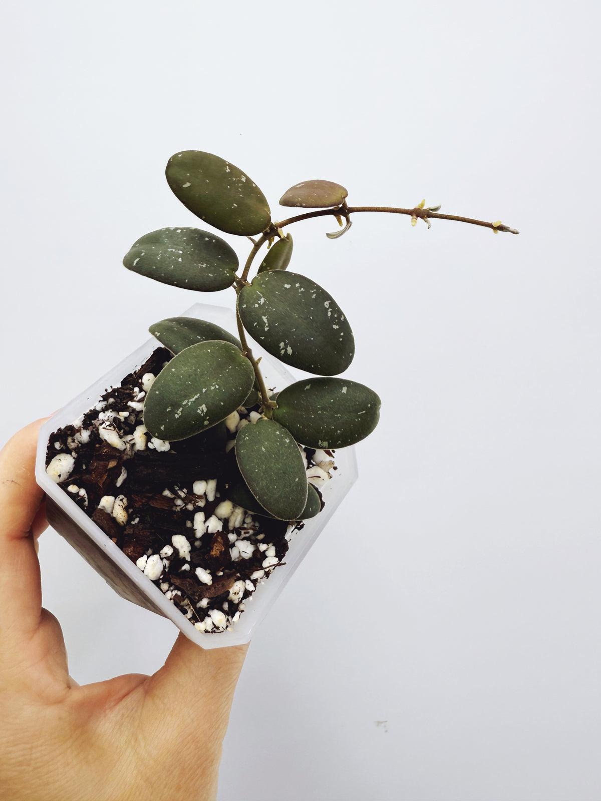 Hoya VL9