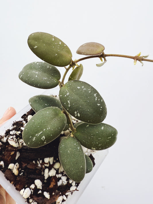 Hoya VL9