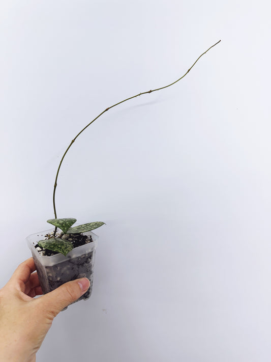 Hoya wibergiae round leaf