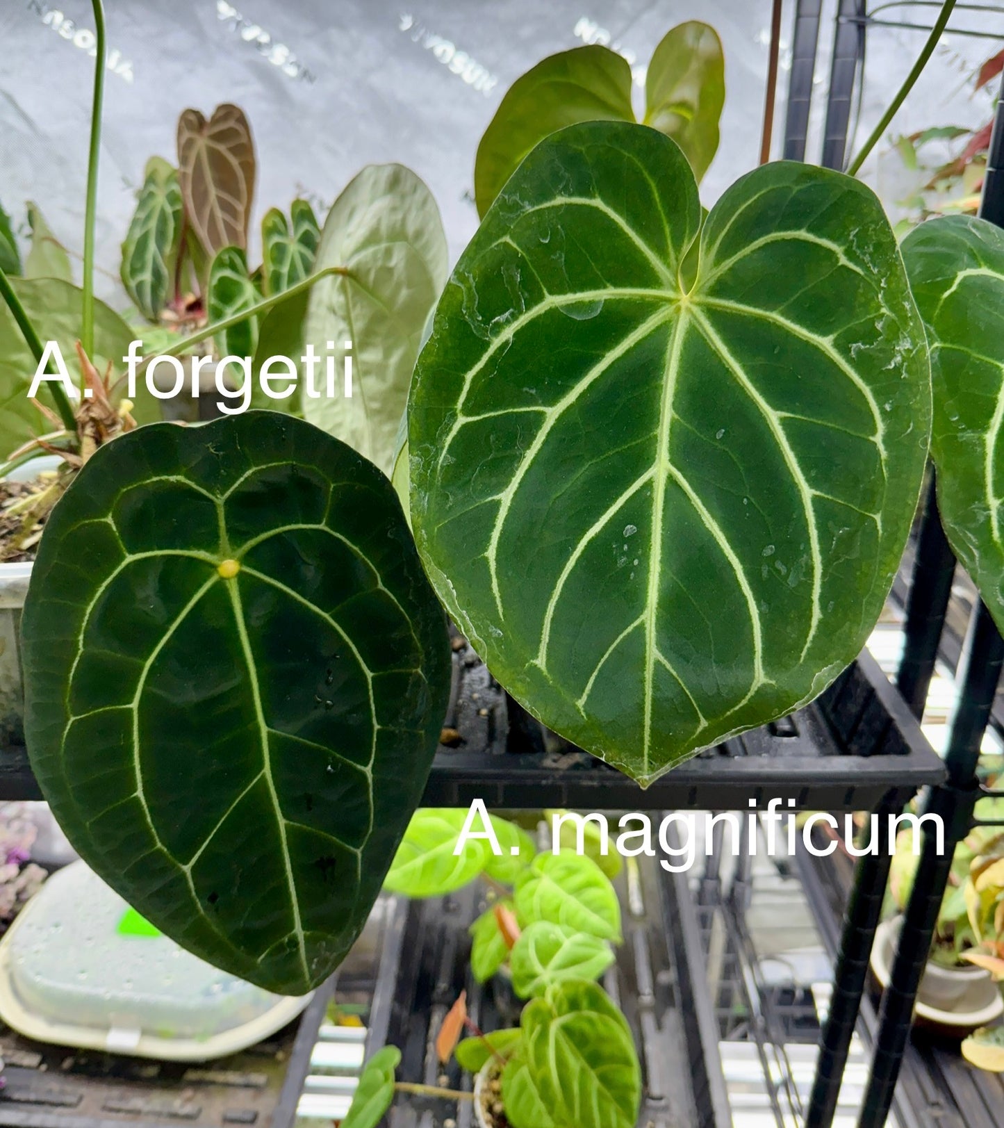 Anthurium magnificum x A. forgetii