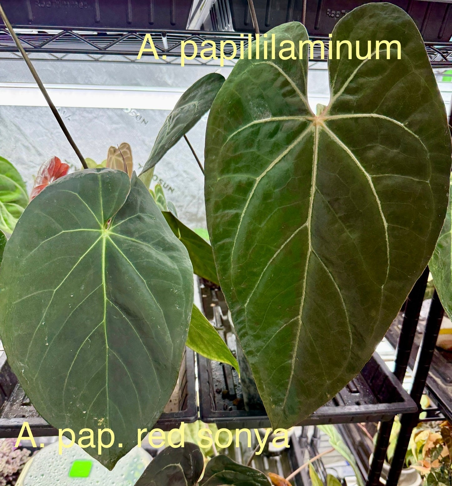 Anthurium pap. red sonya x A. papillilaminum