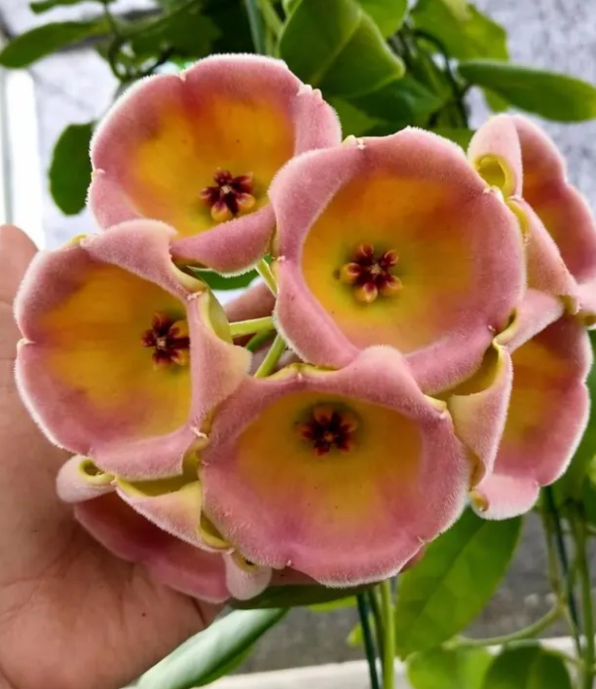 Hoya lauterbachii