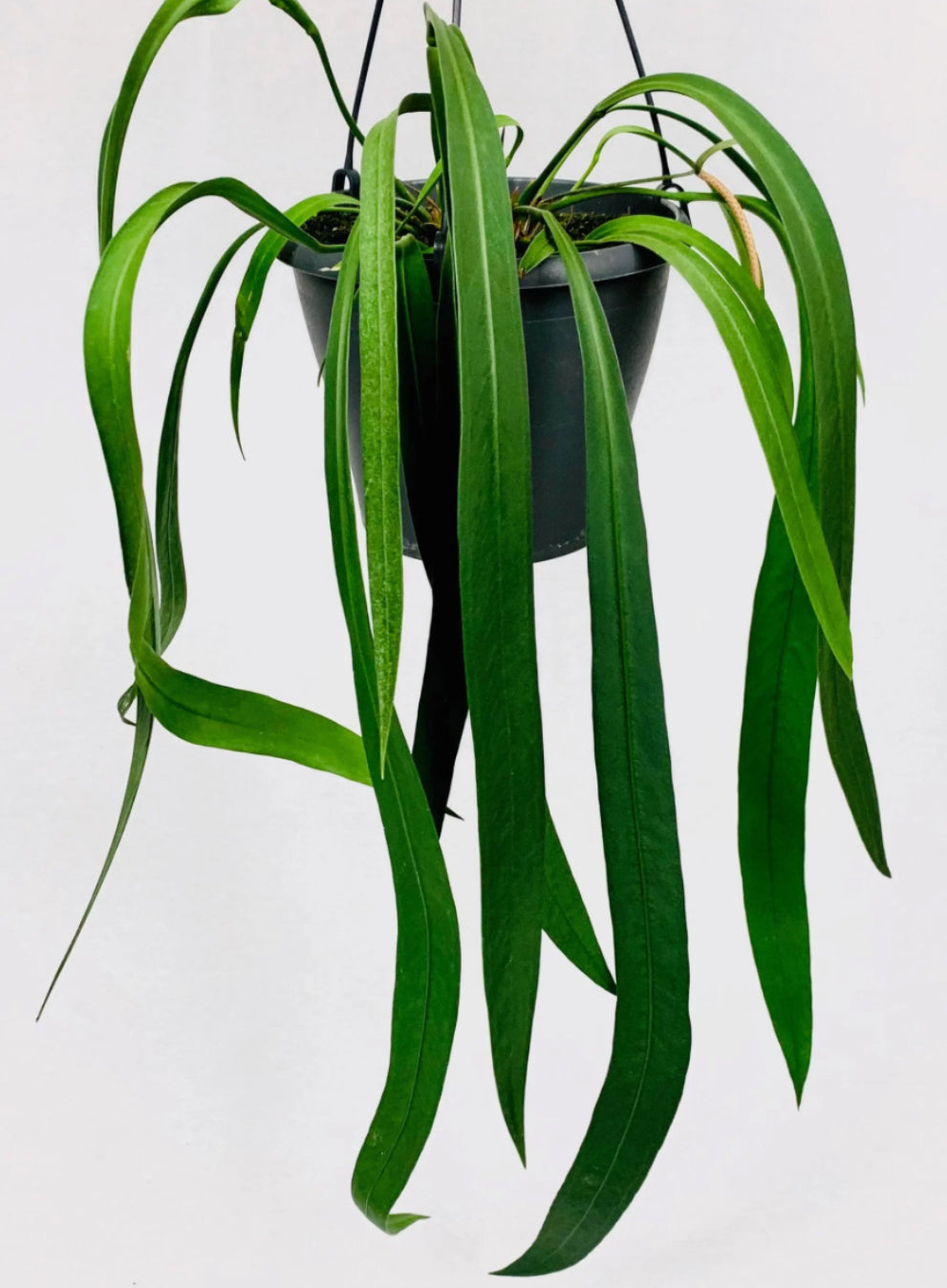 Anthurium vittarifolium x self seedling