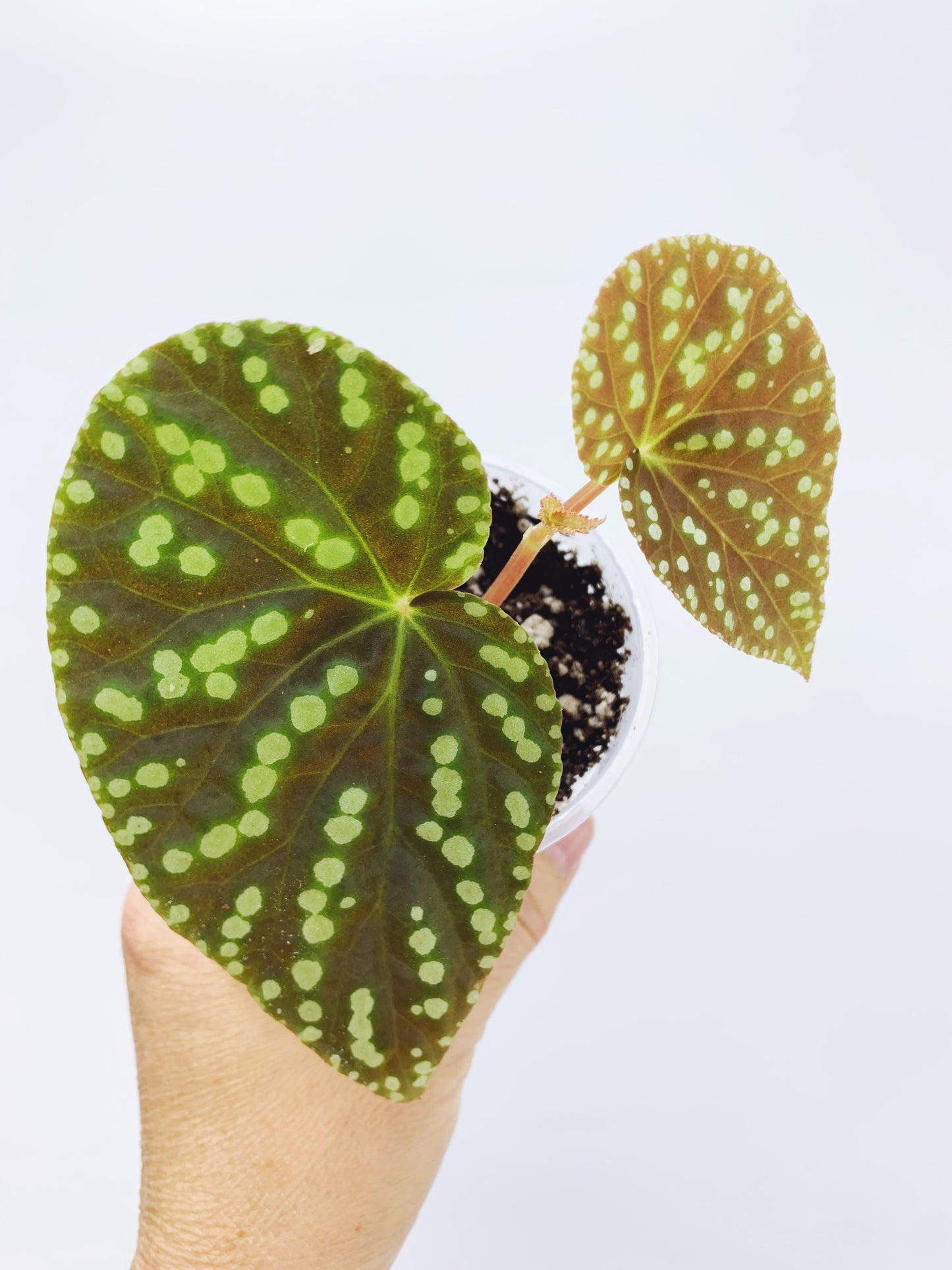 Begonia U641