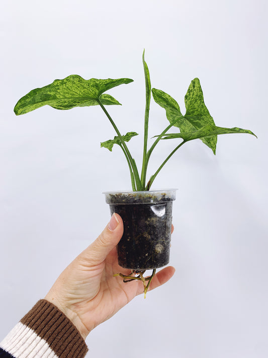 Syngonium mojito