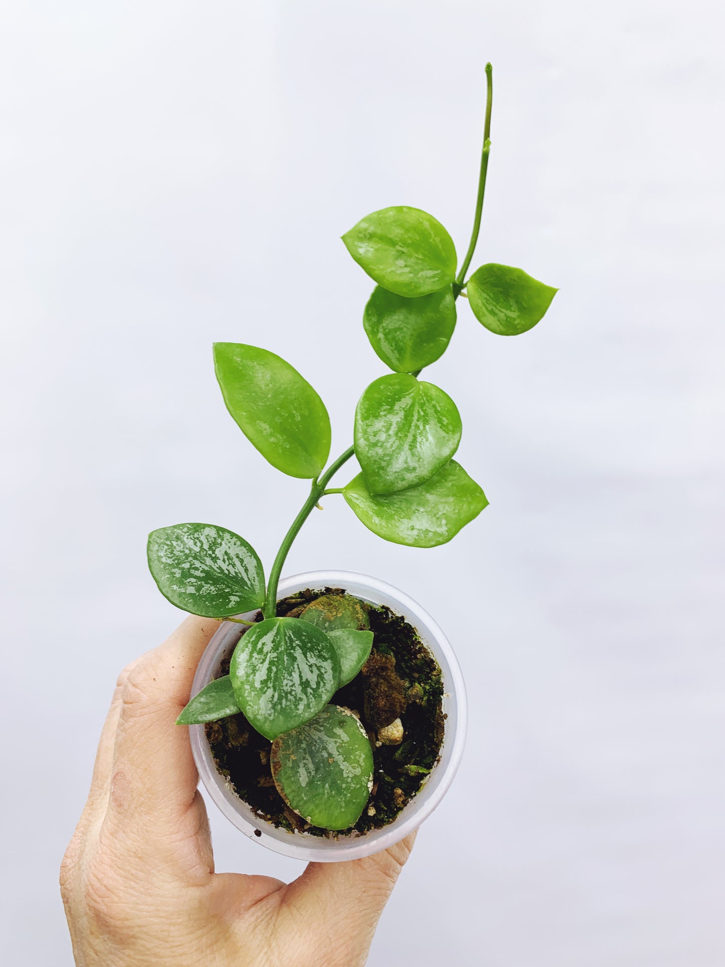 Hoya biakensis splash