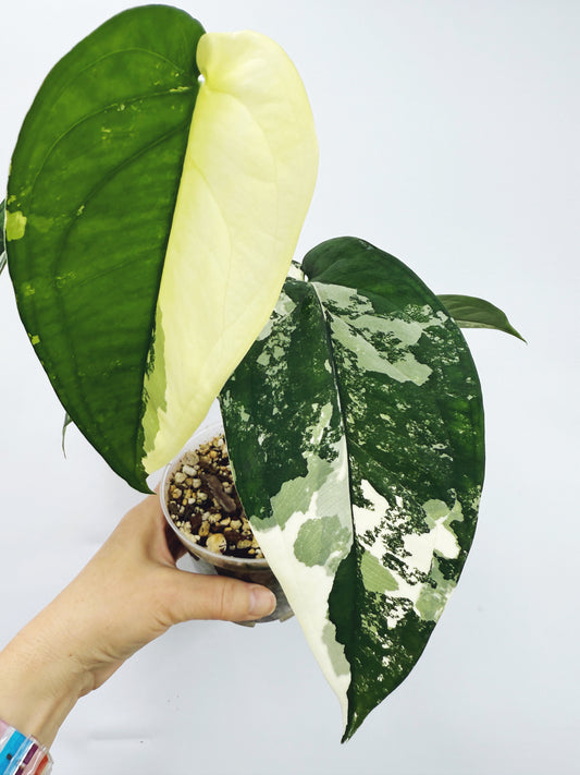 Syngonium Chiapense Variegated