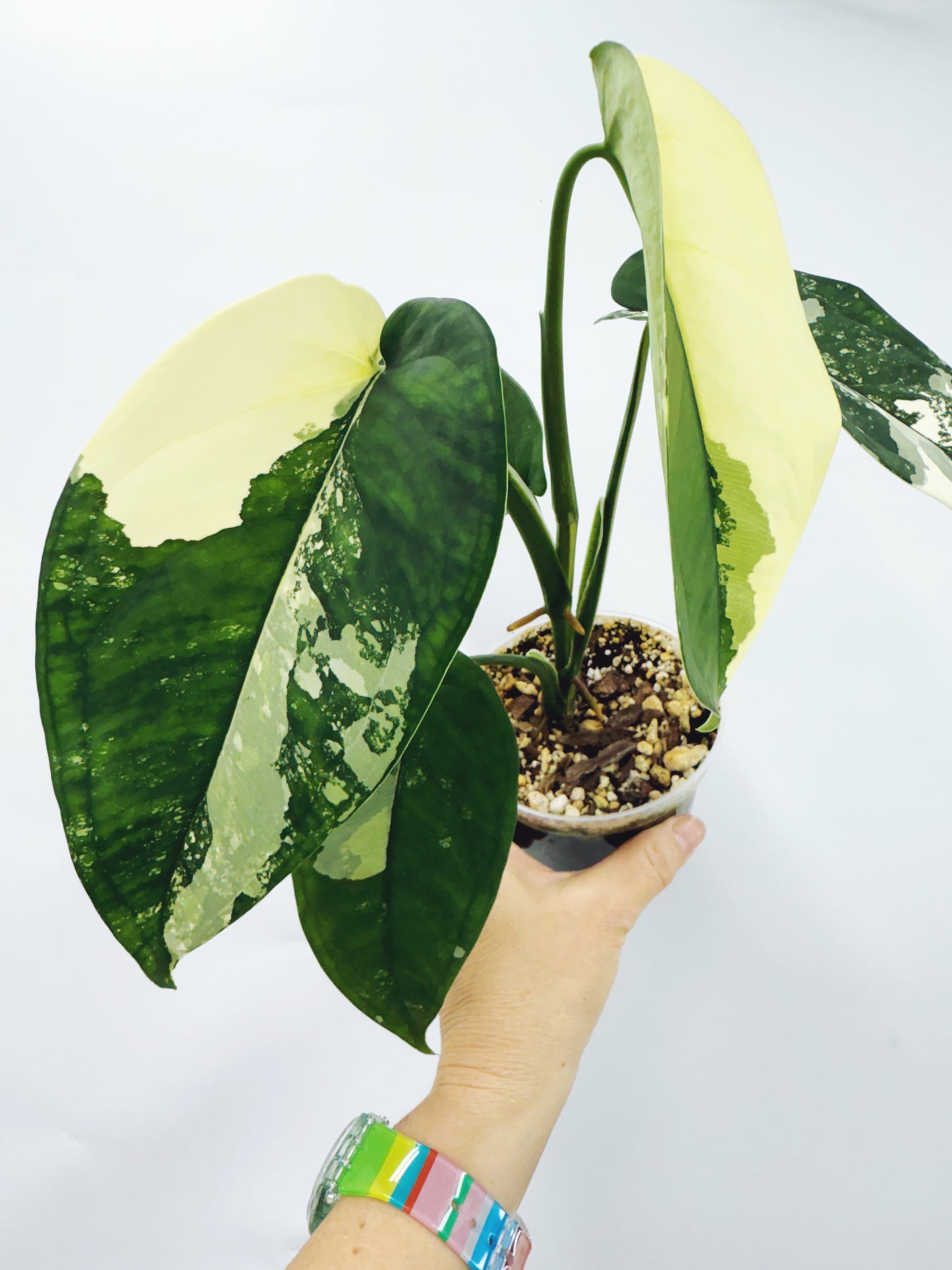 Syngonium Chiapense Variegated