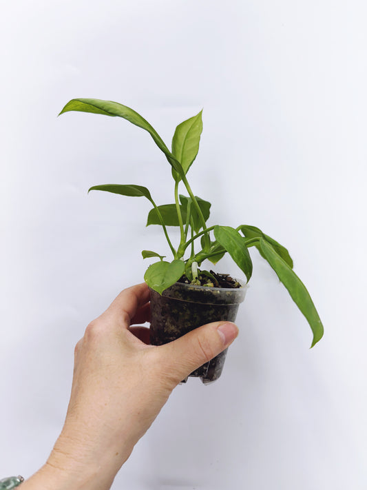 Anthurium vittarifolium x self seedling