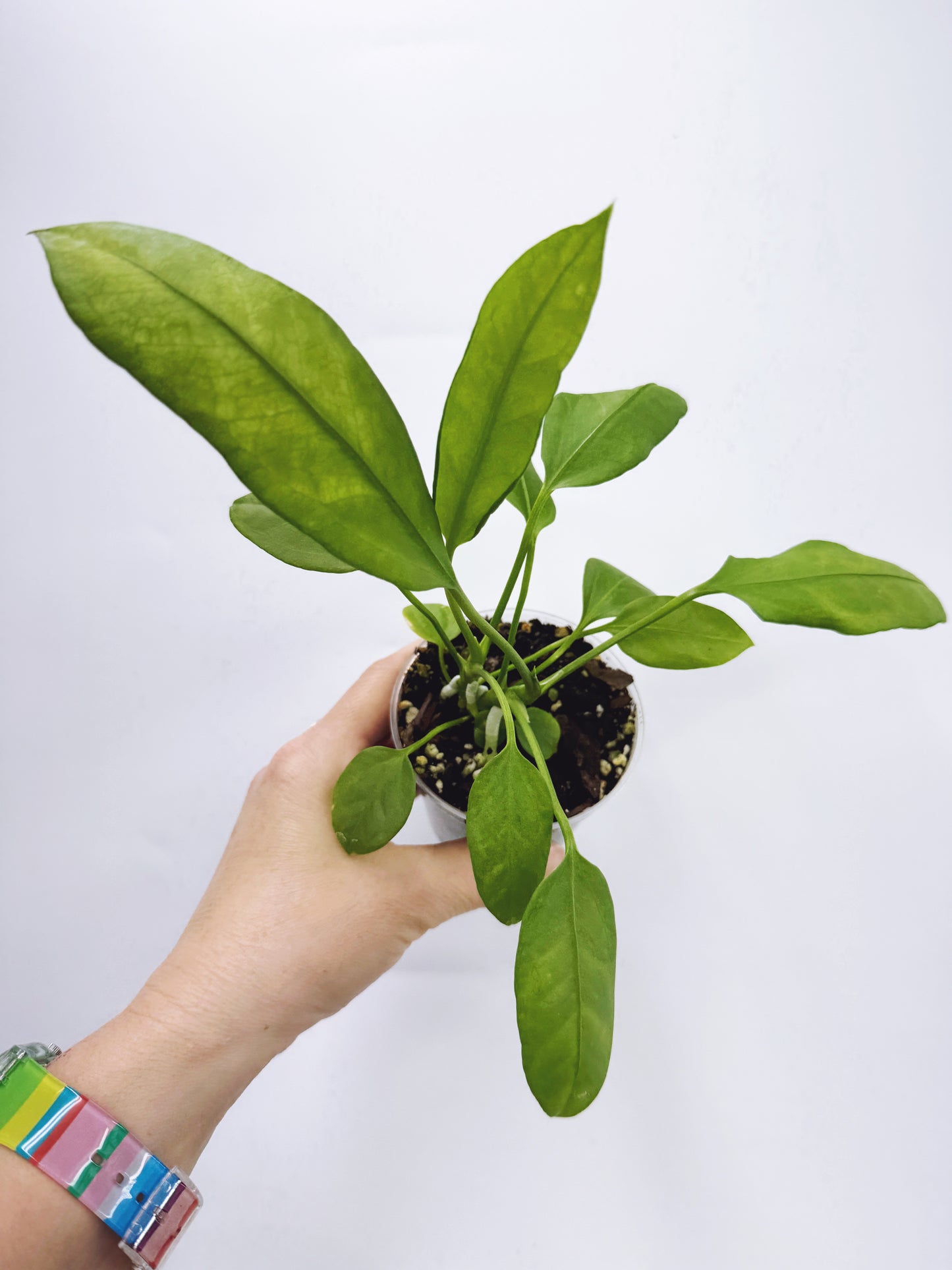 Anthurium vittarifolium x self seedling