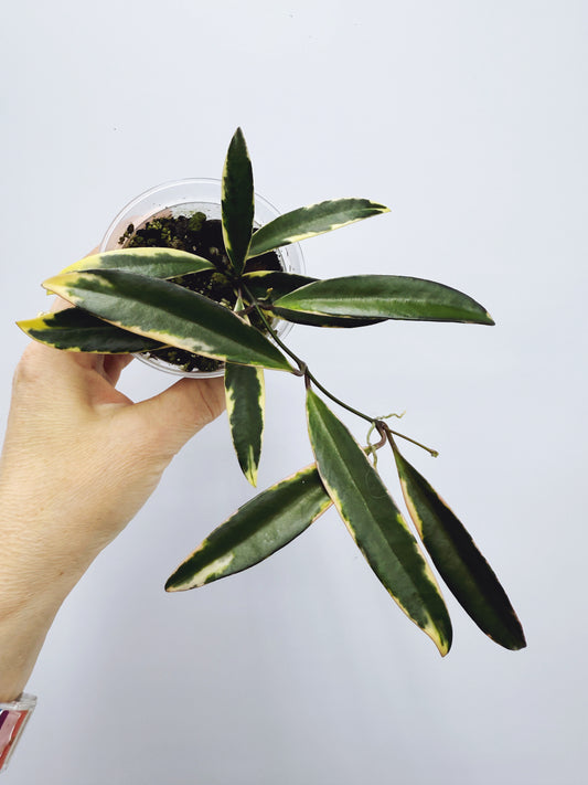 Hoya kentiana lori lyn