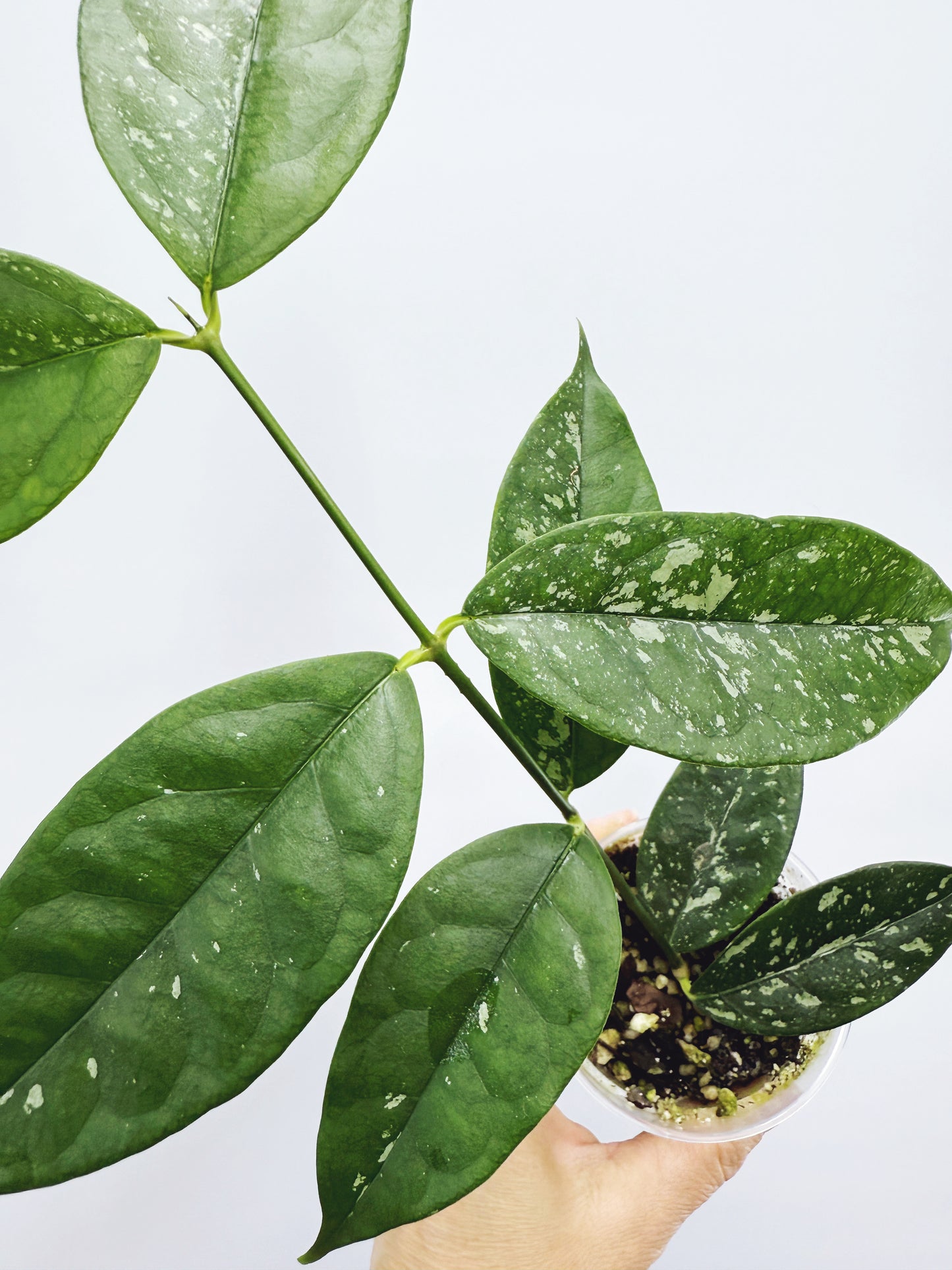 Hoya campanulata splash
