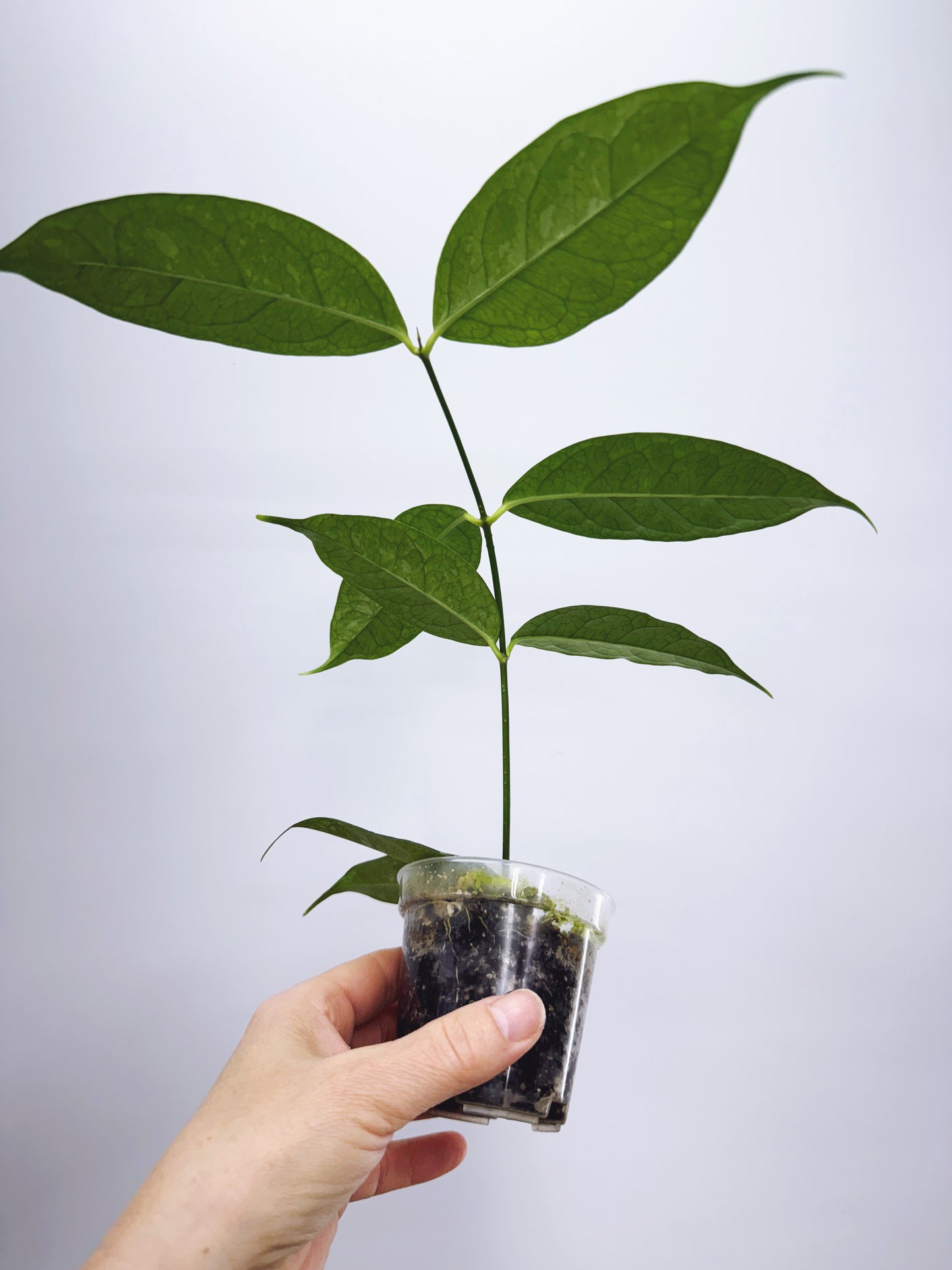 Hoya campanulata splash