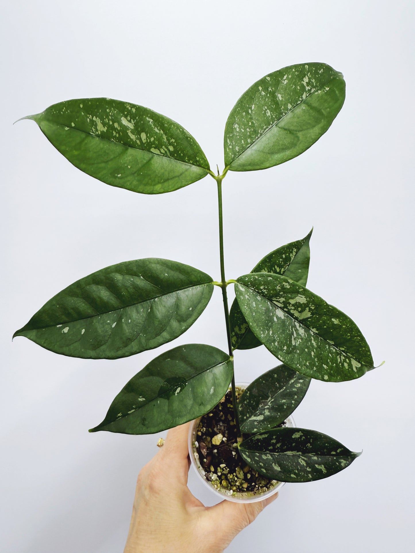 Hoya campanulata splash