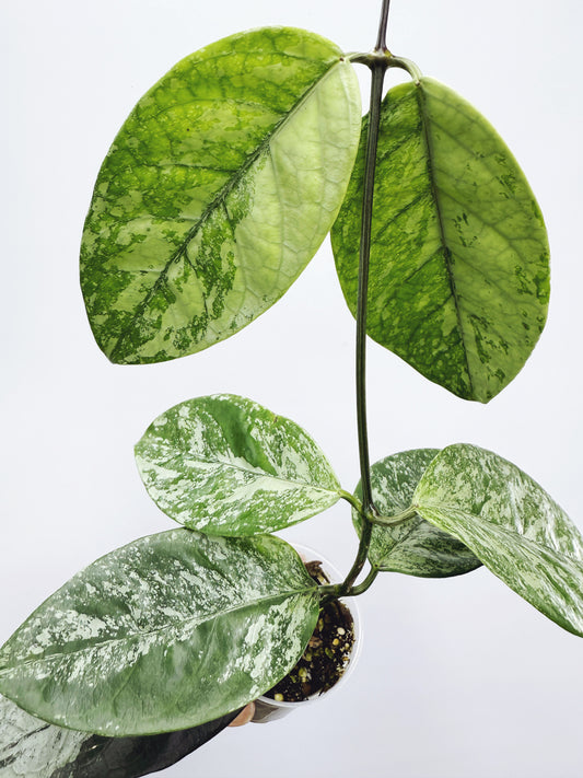 Hoya coriacea silver splash