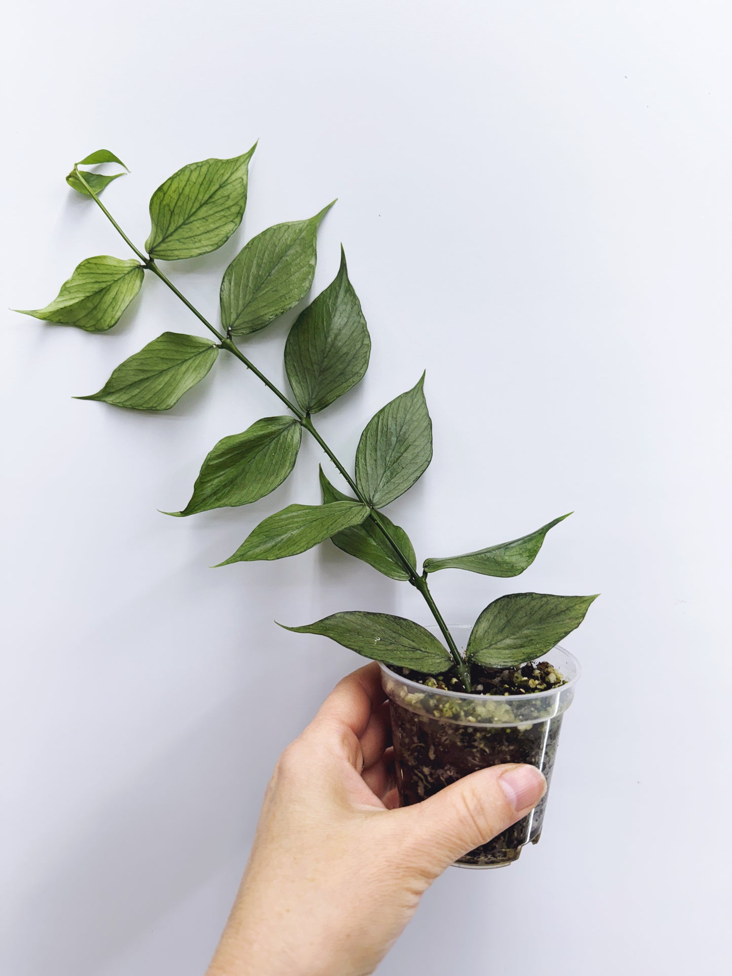 Hoya polyneura silver