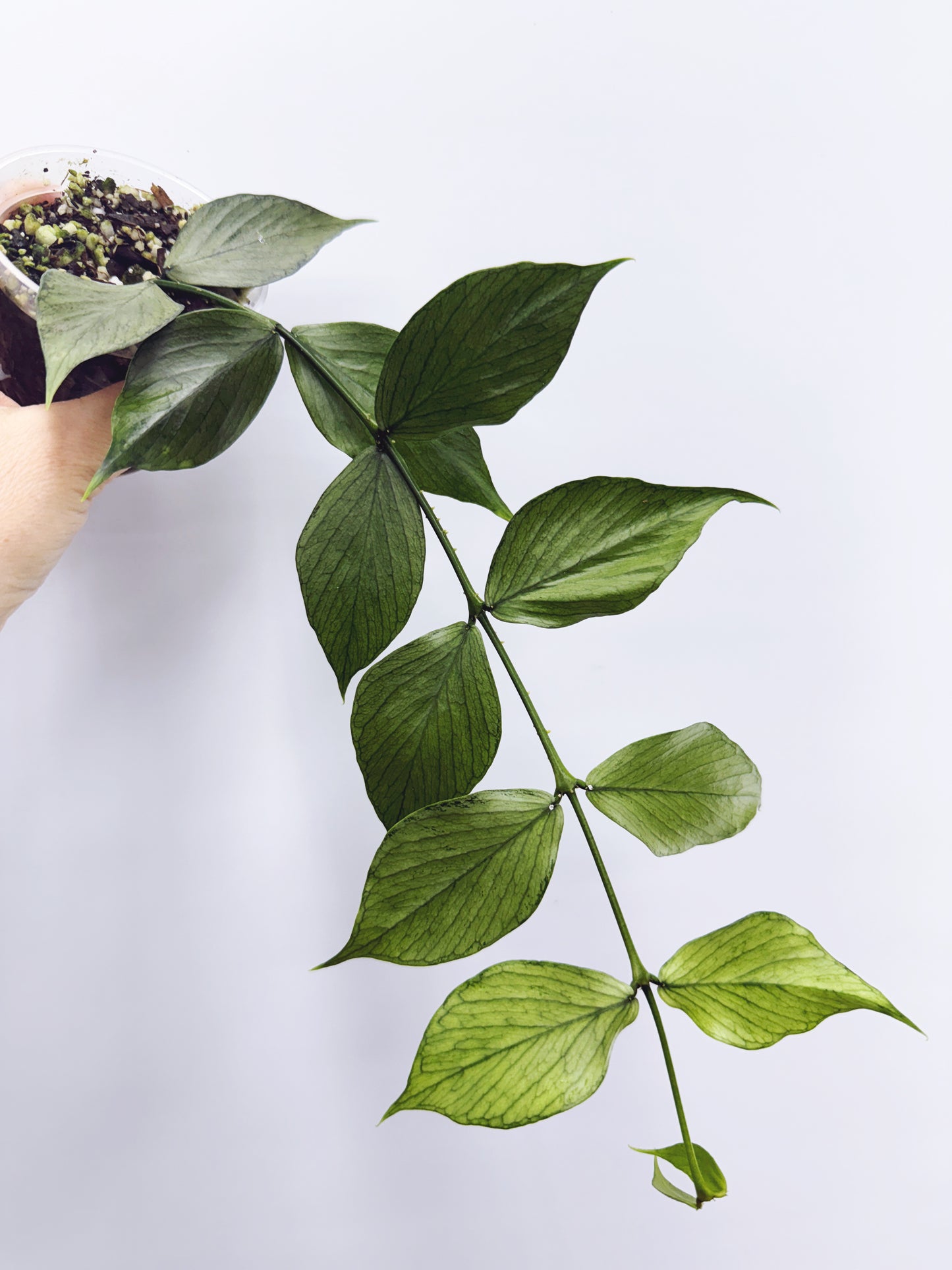 Hoya polyneura silver