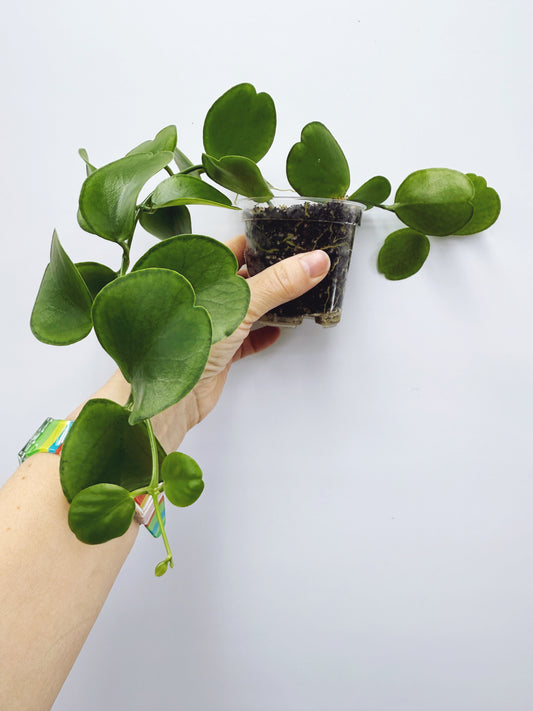 Dischidia tonsuensis