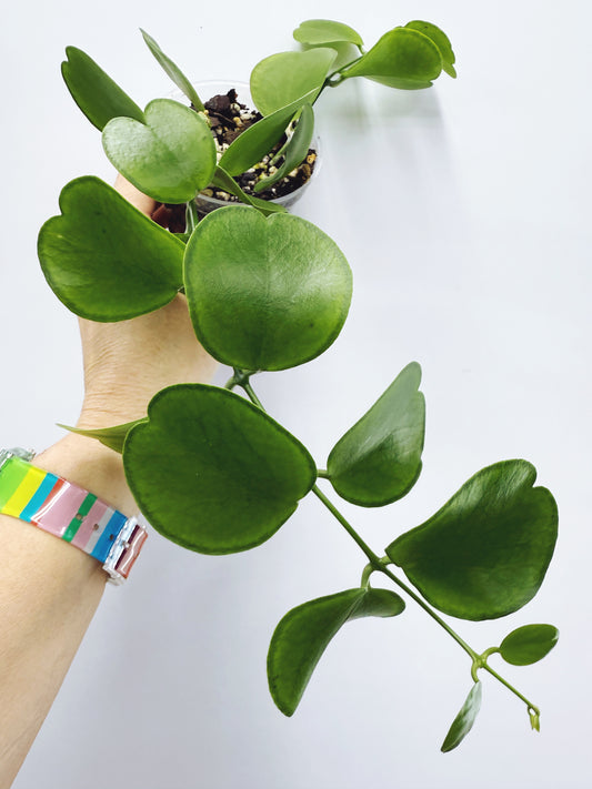 Dischidia tonsuensis