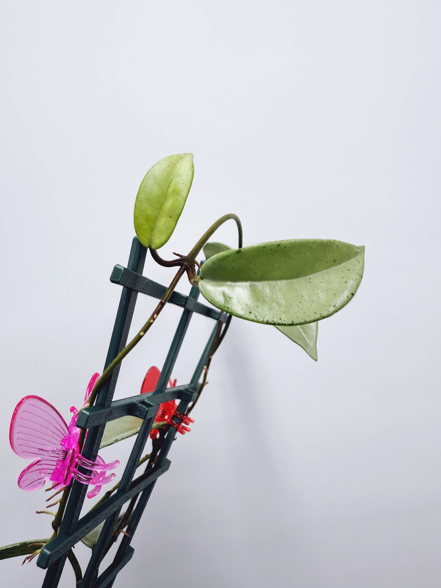 Hoya wilbur graves silver