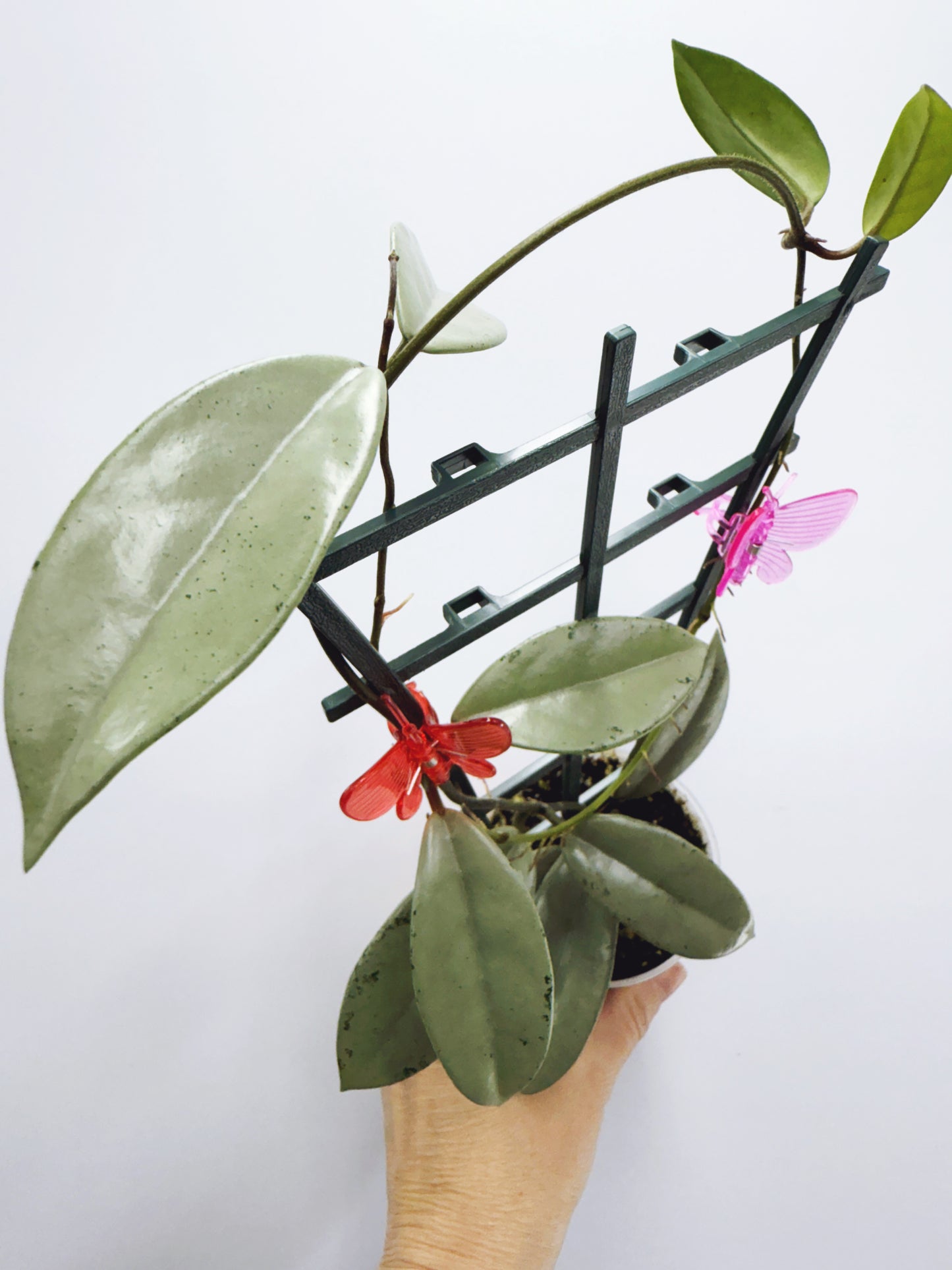 Hoya wilbur graves silver