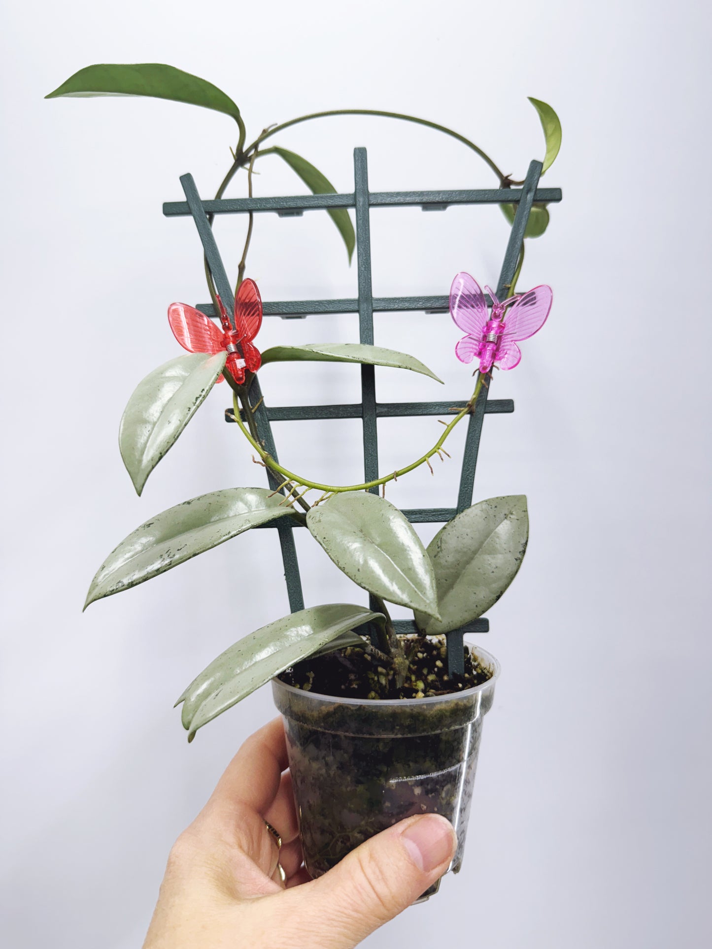 Hoya wilbur graves silver