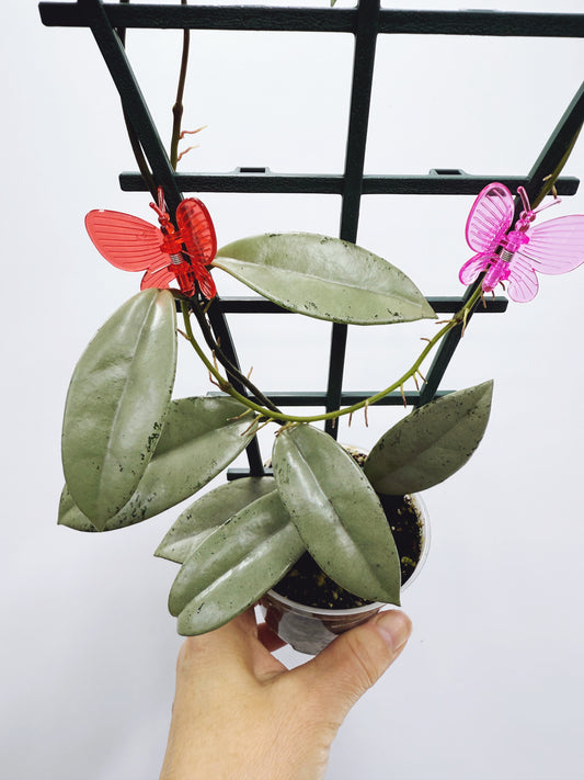 Hoya wilbur graves silver