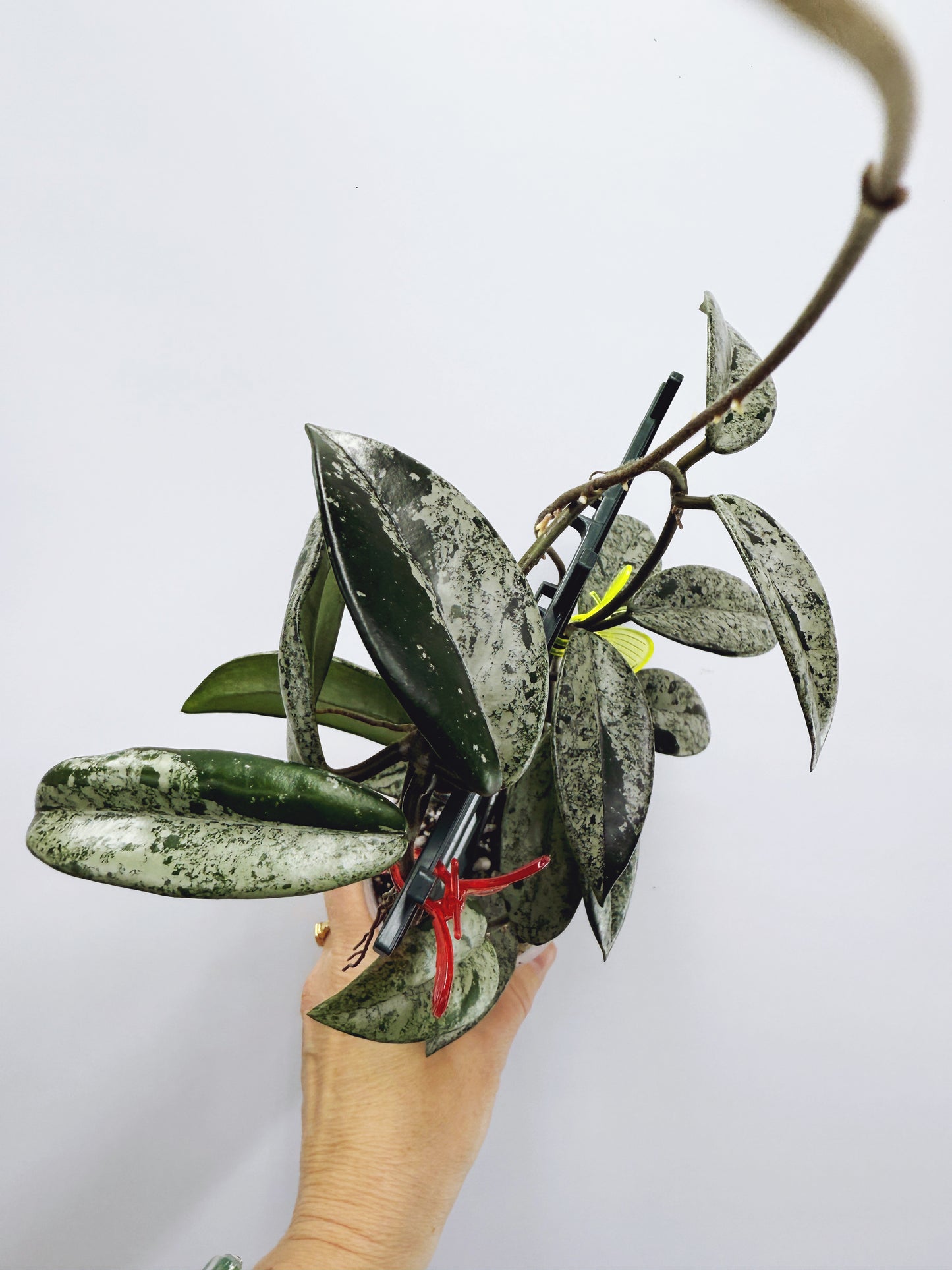 Hoya wilbur graves (high variegation)