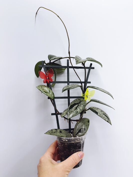 Hoya wilbur graves (high variegation)