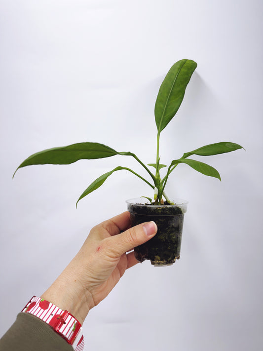 Anthurium vittarifolium x self seedling