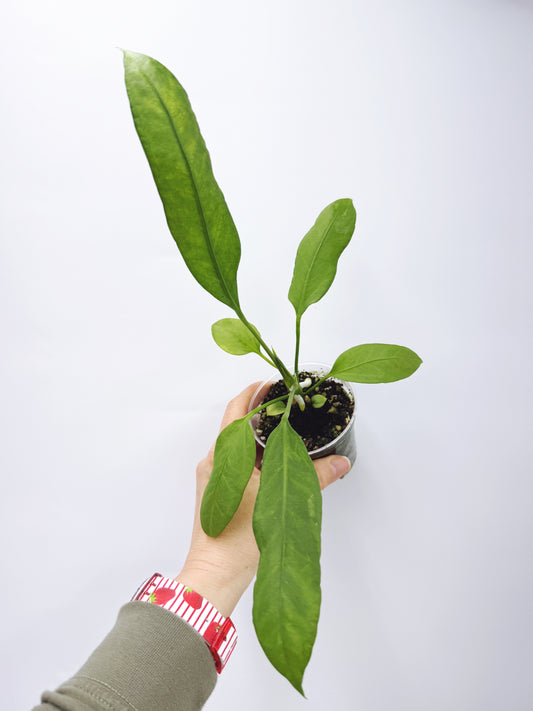 Anthurium vittarifolium x self seedling