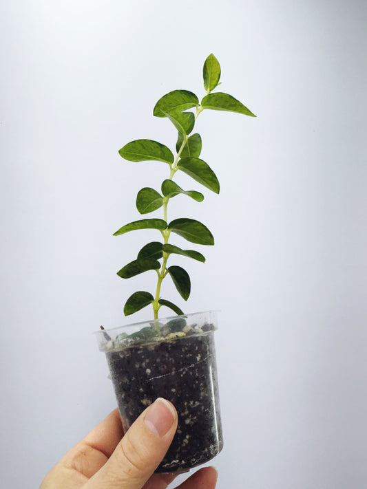 Hoya cummingiana inner variegated