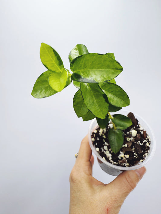 Hoya cummingiana inner variegated