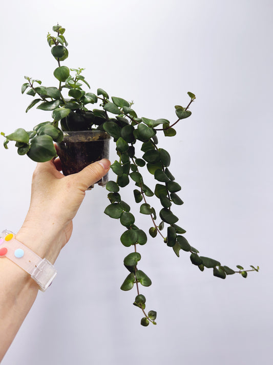 Aeschynanthus Thai Pink Lipstick Plant