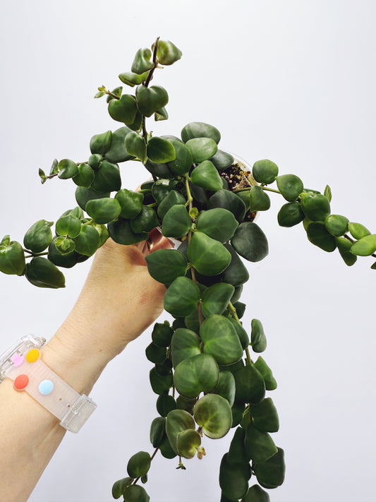 Aeschynanthus Thai Pink Lipstick Plant