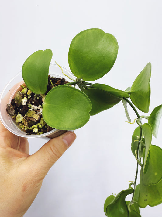 Dischidia tonsuensis