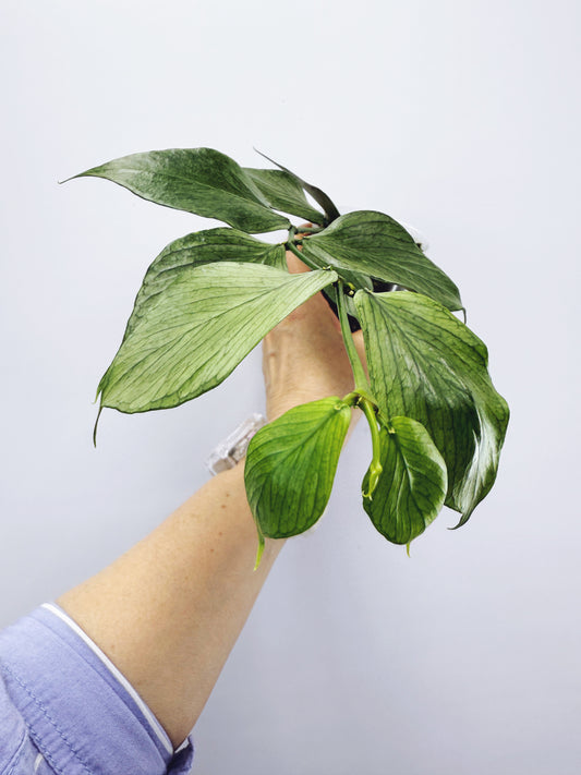 Hoya polyneura silver