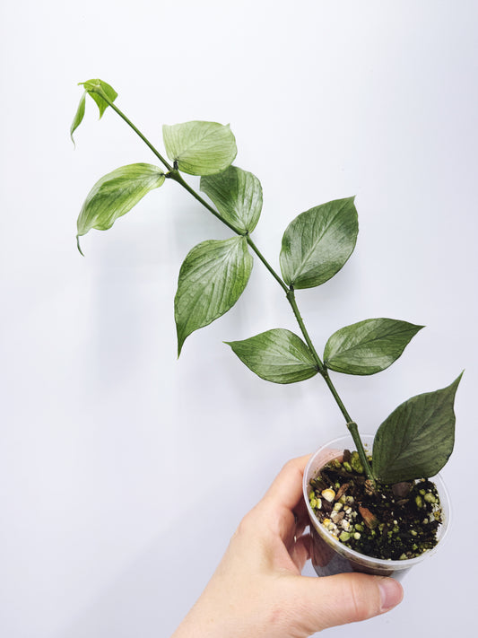 Hoya polyneura silver